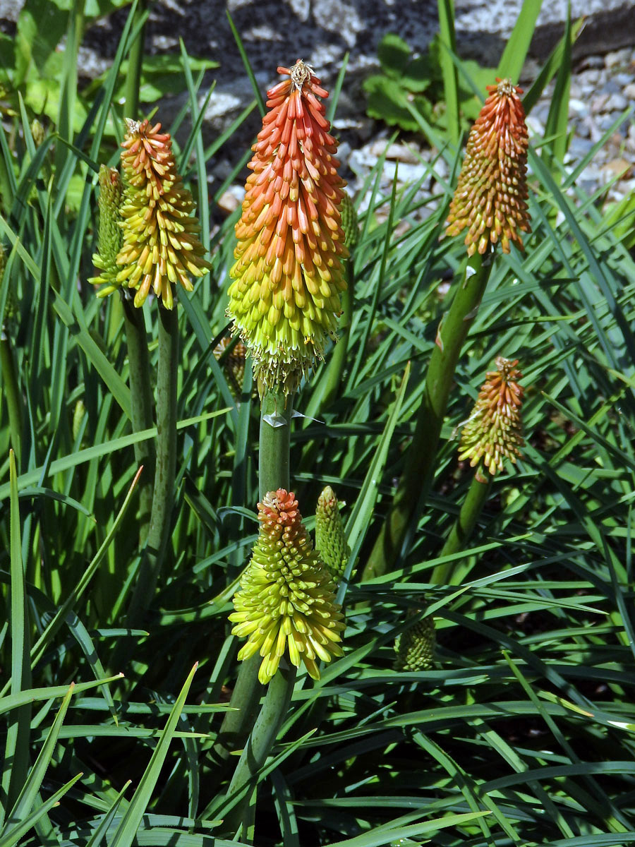 Mnohokvět (Kniphofia linearifolia Baker)