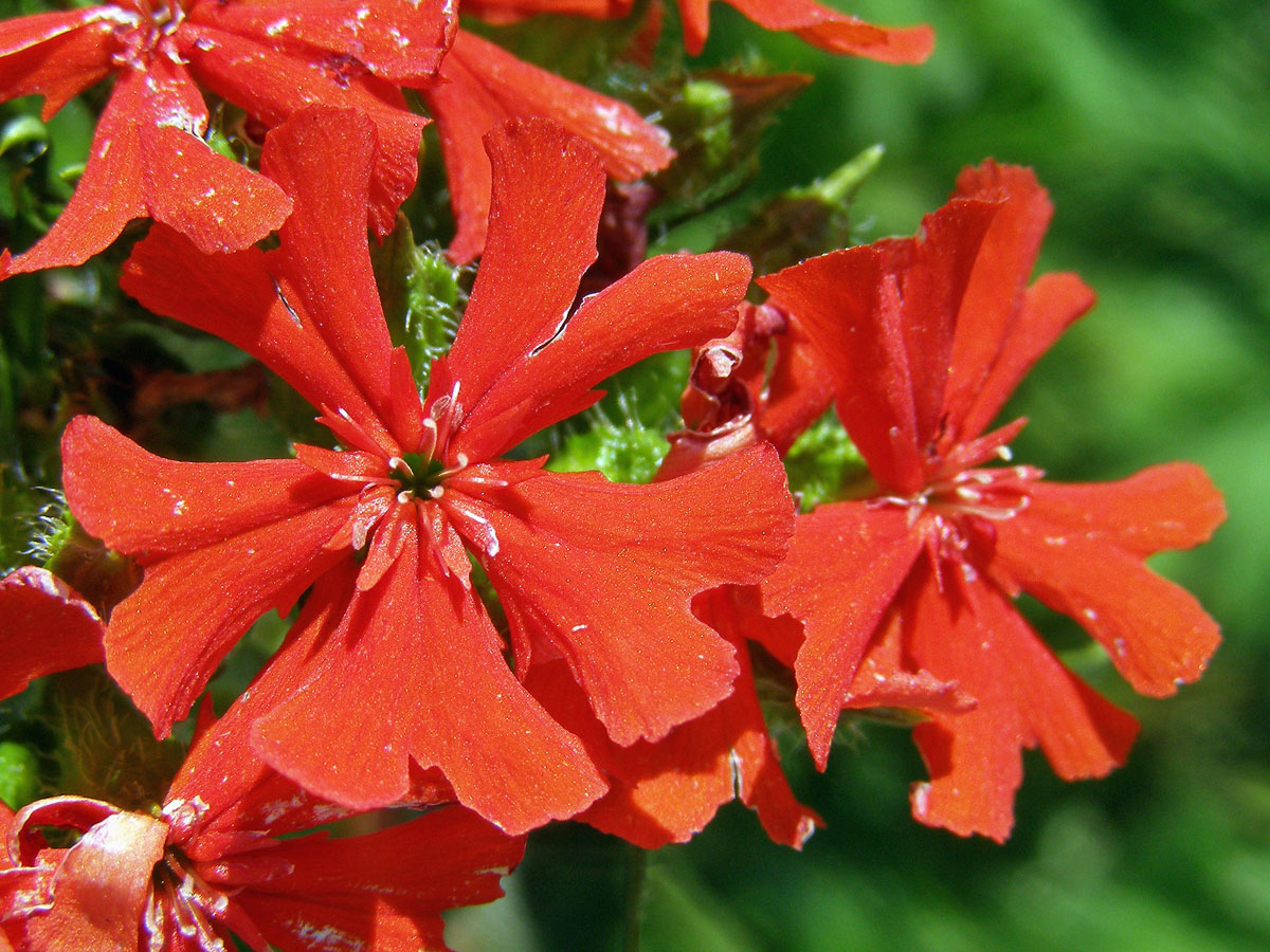 Kohoutek plamenný (Lychnis chalcedonica L.)