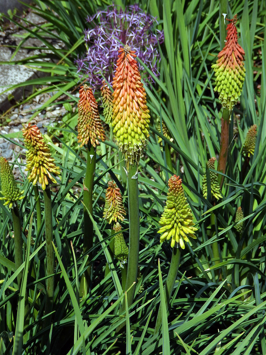 Mnohokvět (Kniphofia linearifolia Baker)