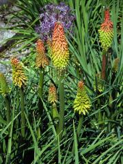 Mnohokvět (Kniphofia linearifolia Baker)