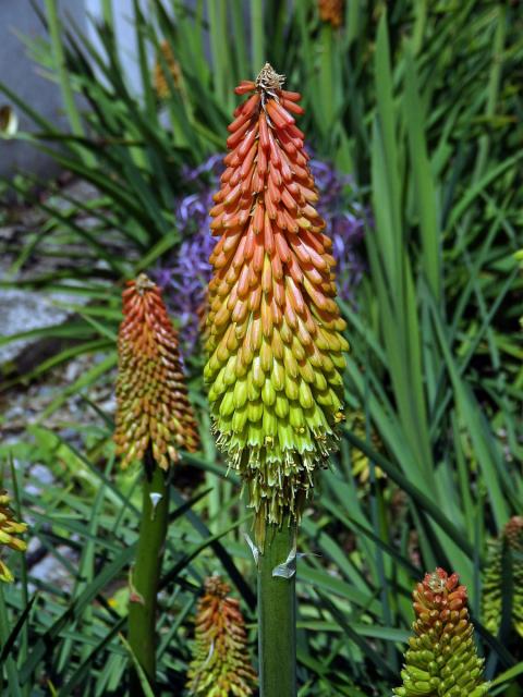 Mnohokvět (Kniphofia linearifolia Baker)