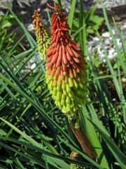 Mnohokvět (Kniphofia linearifolia Baker)