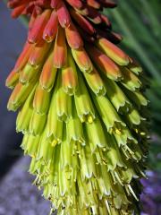 Mnohokvět (Kniphofia linearifolia Baker)