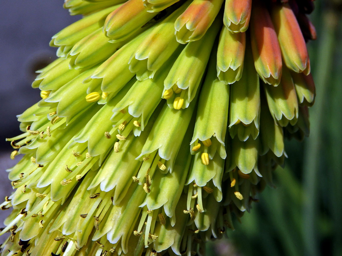 Mnohokvět (Kniphofia linearifolia Baker)