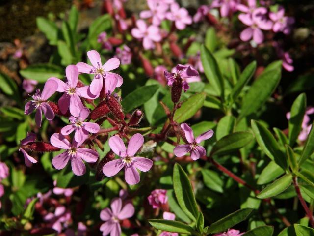 Mydlice bazalkovitá (Saponaria ocymoides L.)