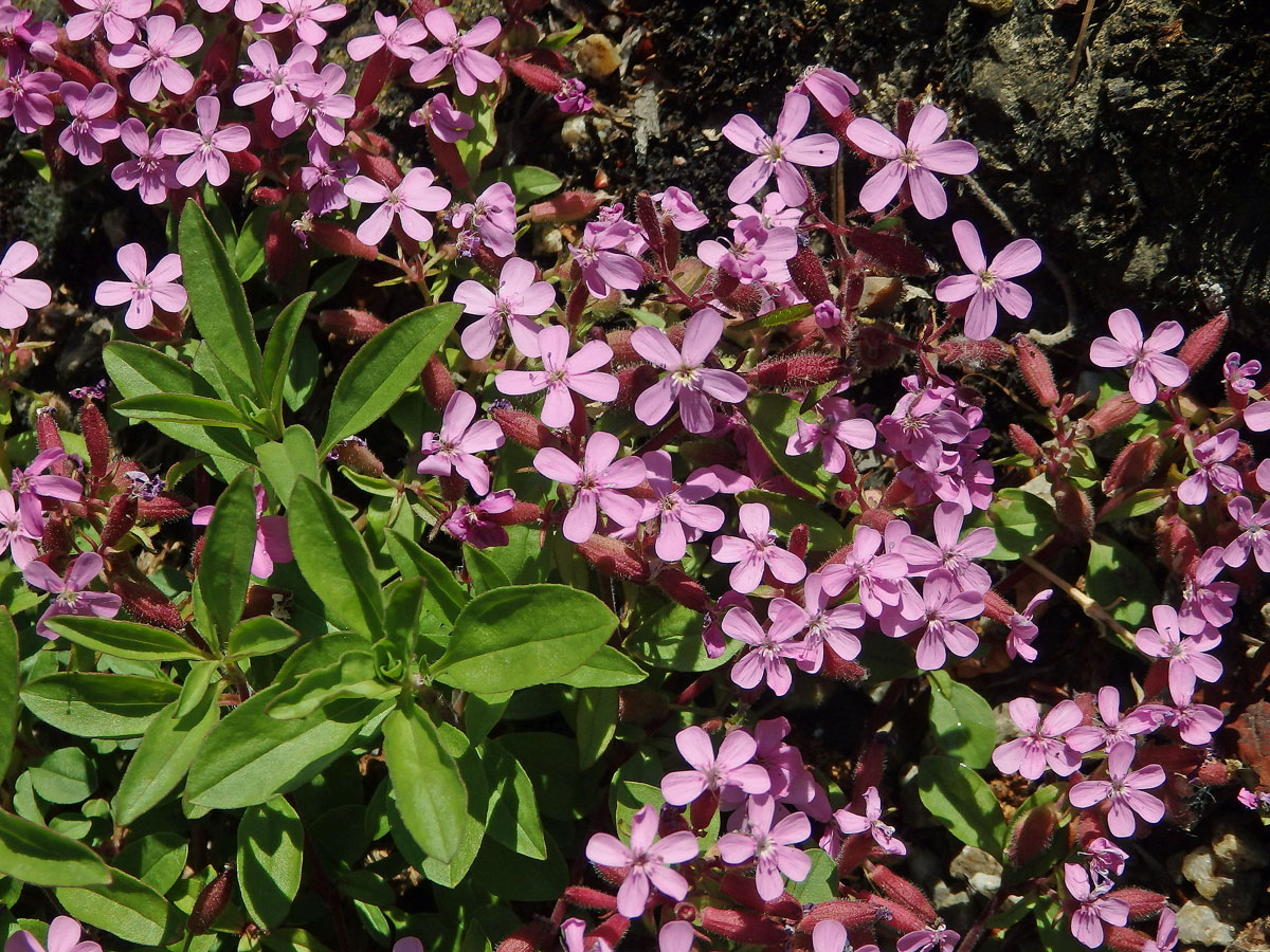 Mydlice bazalkovitá (Saponaria ocymoides L.)