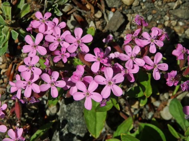 Mydlice bazalkovitá (Saponaria ocymoides L.)