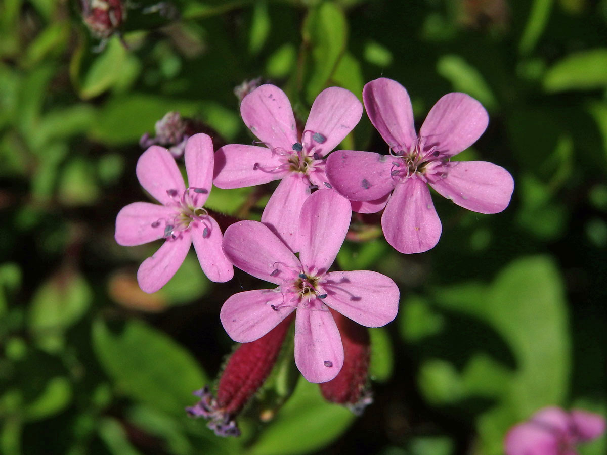 Mydlice bazalkovitá (Saponaria ocymoides L.)