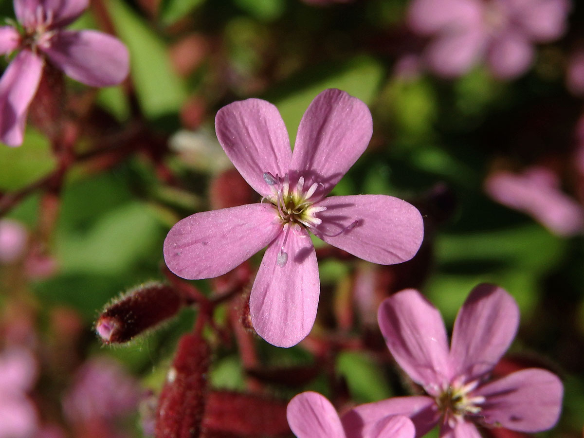 Mydlice bazalkovitá (Saponaria ocymoides L.)