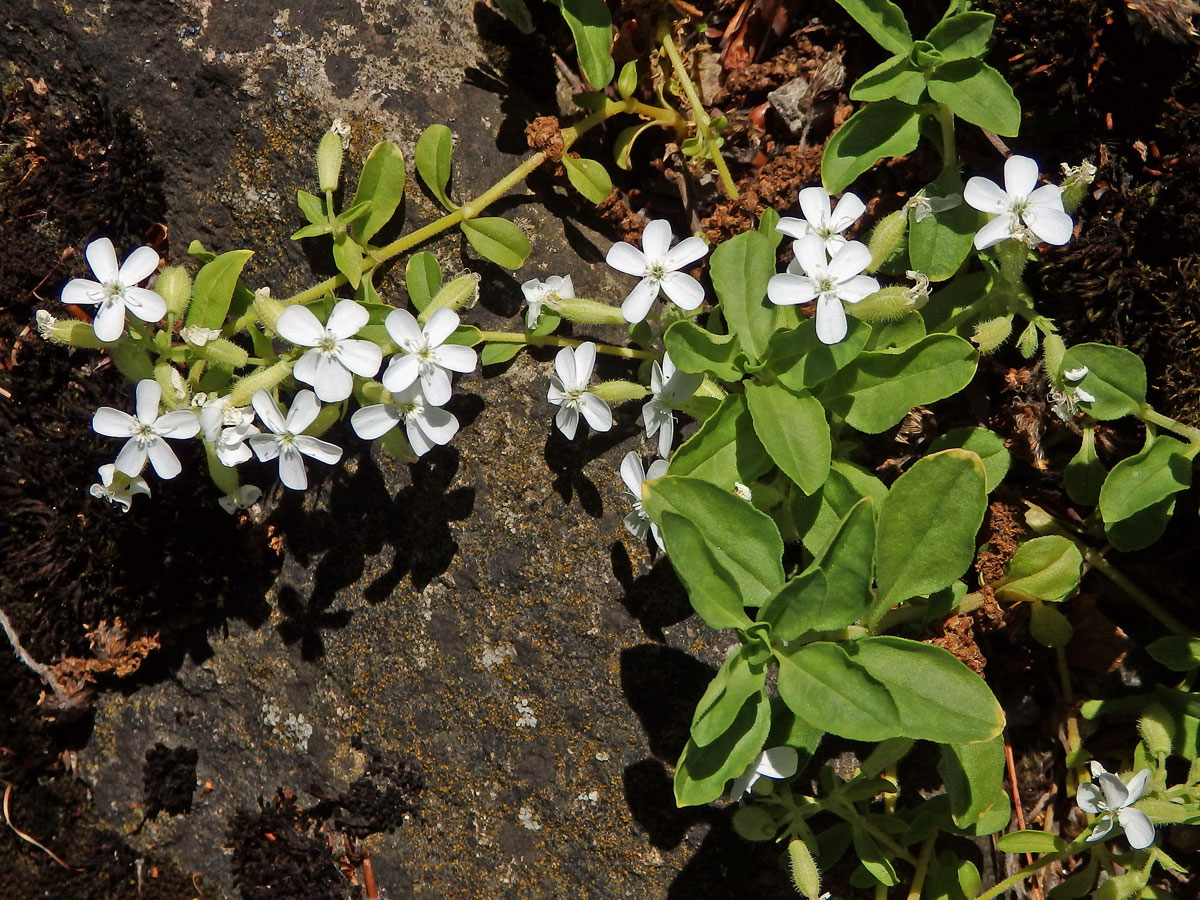 Mydlice bazalkovitá (Saponaria ocymoides L.)