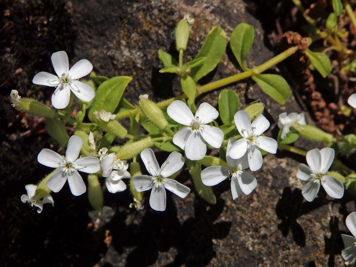 Mydlice bazalkovitá (Saponaria ocymoides L.)