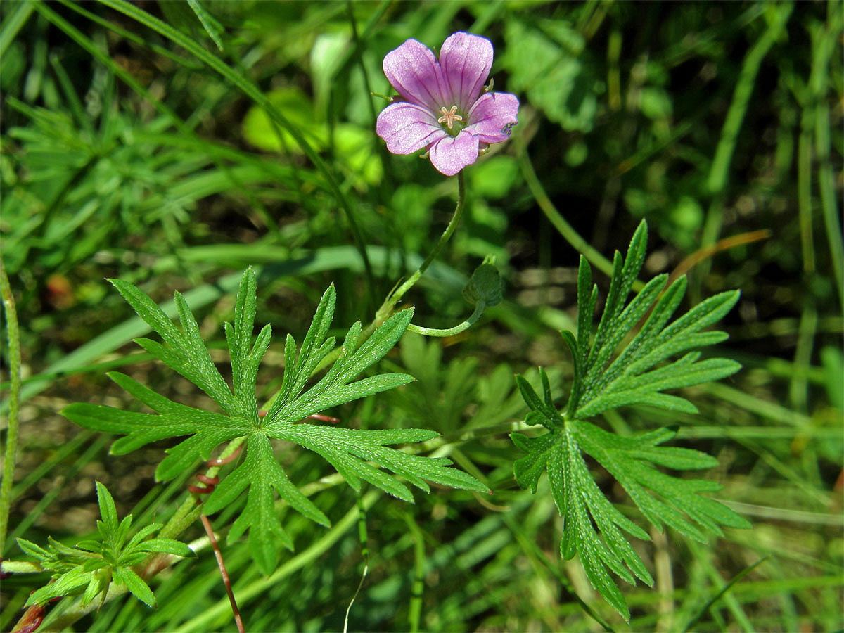 Kakost holubičí (Geranium columbinum L.)