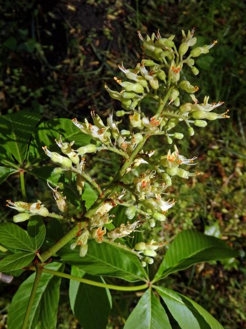 Jírovec žlutý (Aesculus octandra Marshall)