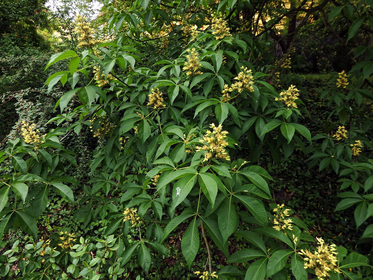 Jírovec žlutý (Aesculus octandra Marshall)