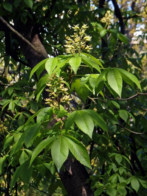 Jírovec žlutý (Aesculus octandra Marshall)