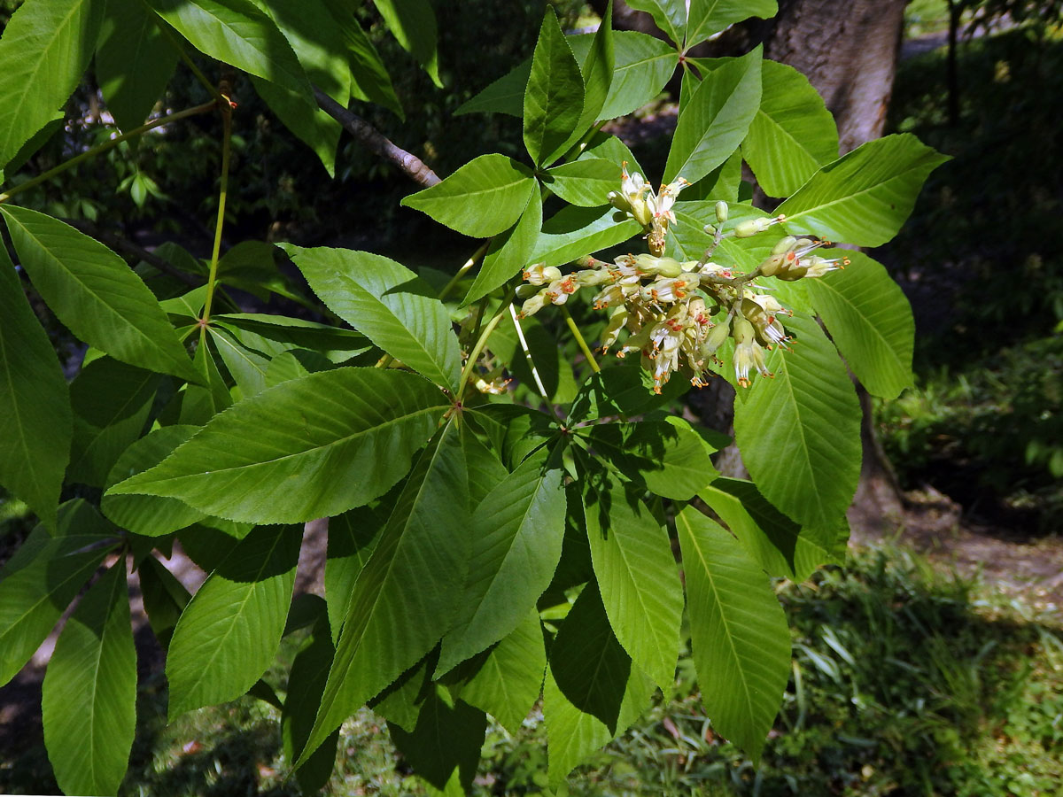 Jírovec žlutý (Aesculus octandra Marshall)