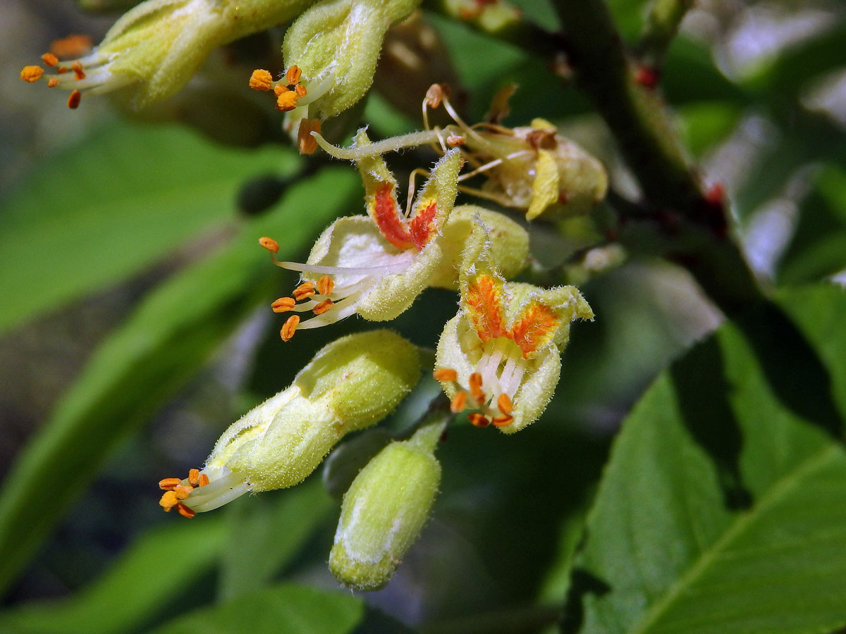 Jírovec žlutý (Aesculus octandra Marshall)