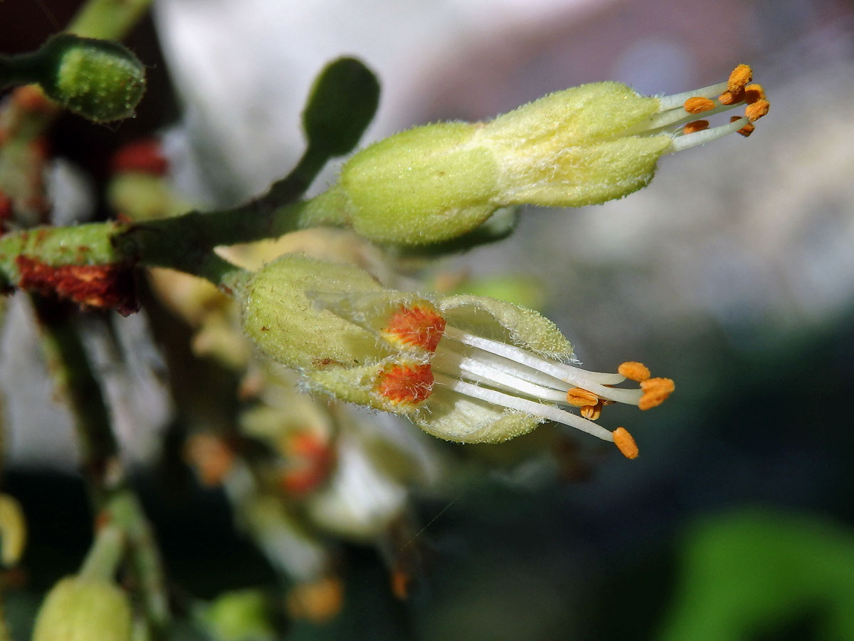 Jírovec žlutý (Aesculus octandra Marshall)