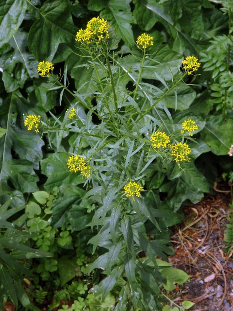 Trýzel malokvětý (Erysimum cheiranthoides L.)