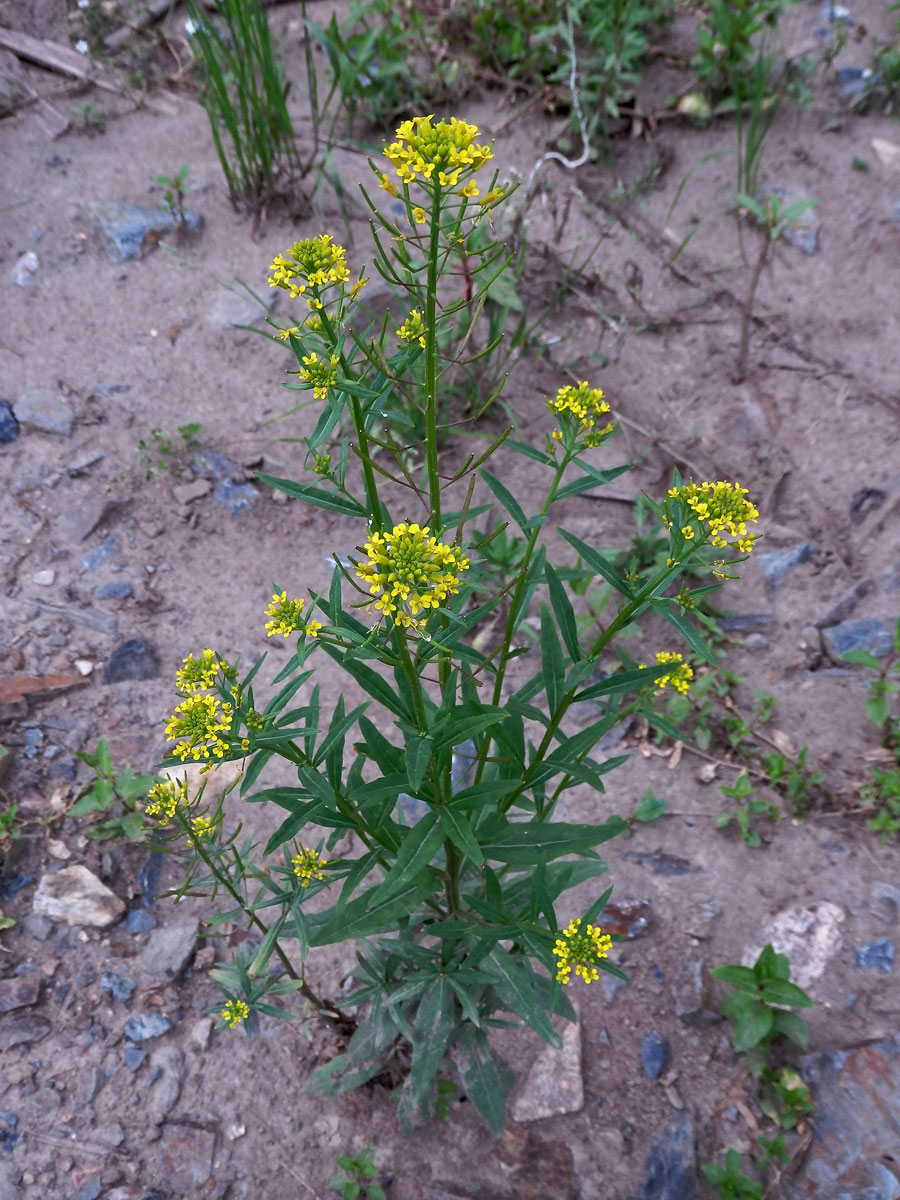 Trýzel malokvětý (Erysimum cheiranthoides L.)