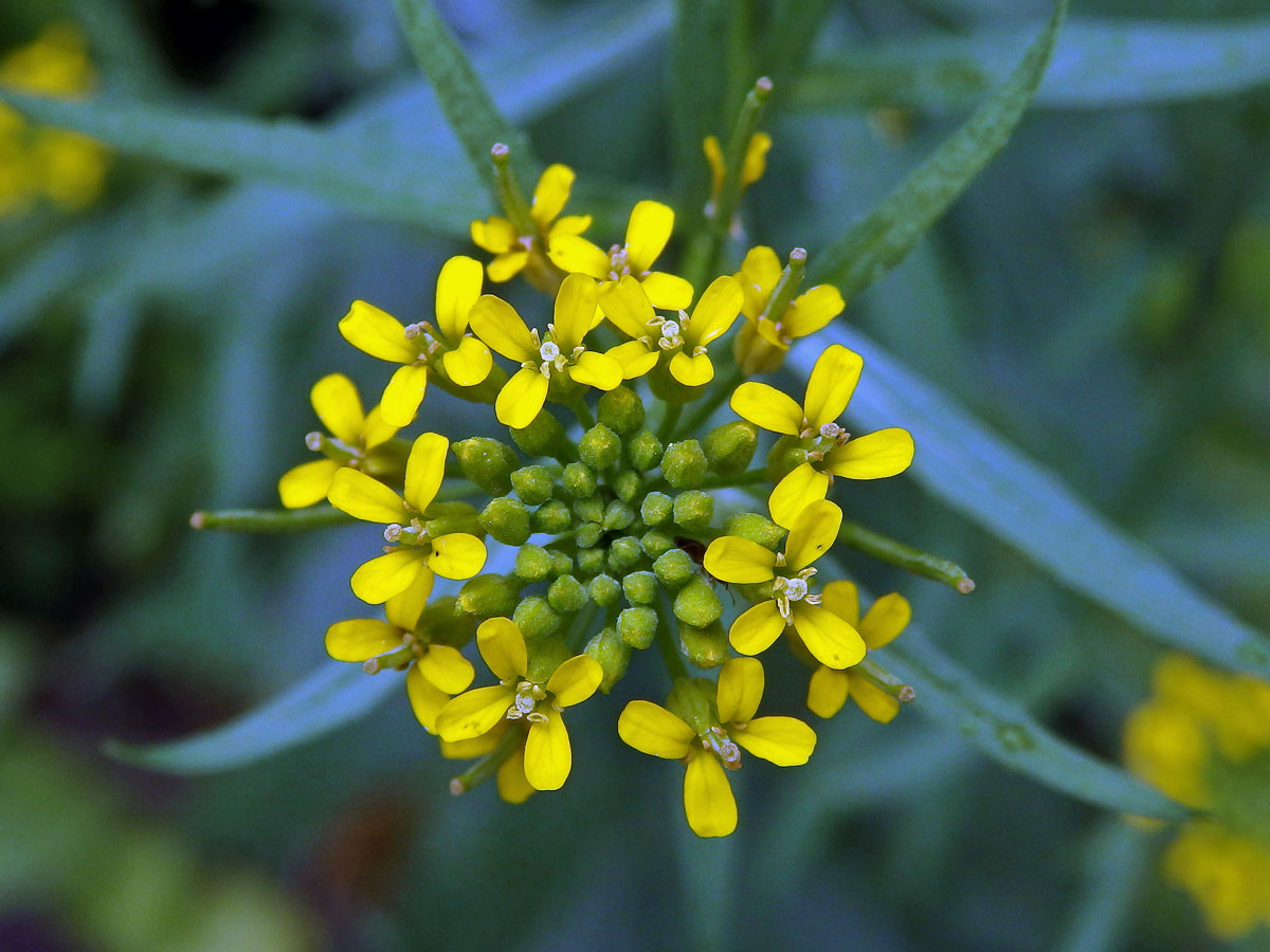 Trýzel malokvětý (Erysimum cheiranthoides L.)