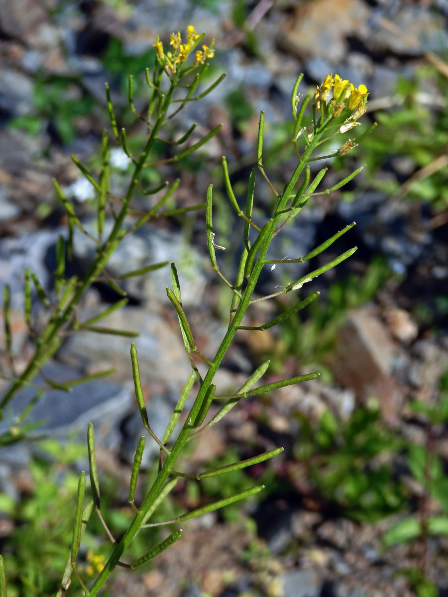 Trýzel malokvětý (Erysimum cheiranthoides L.)