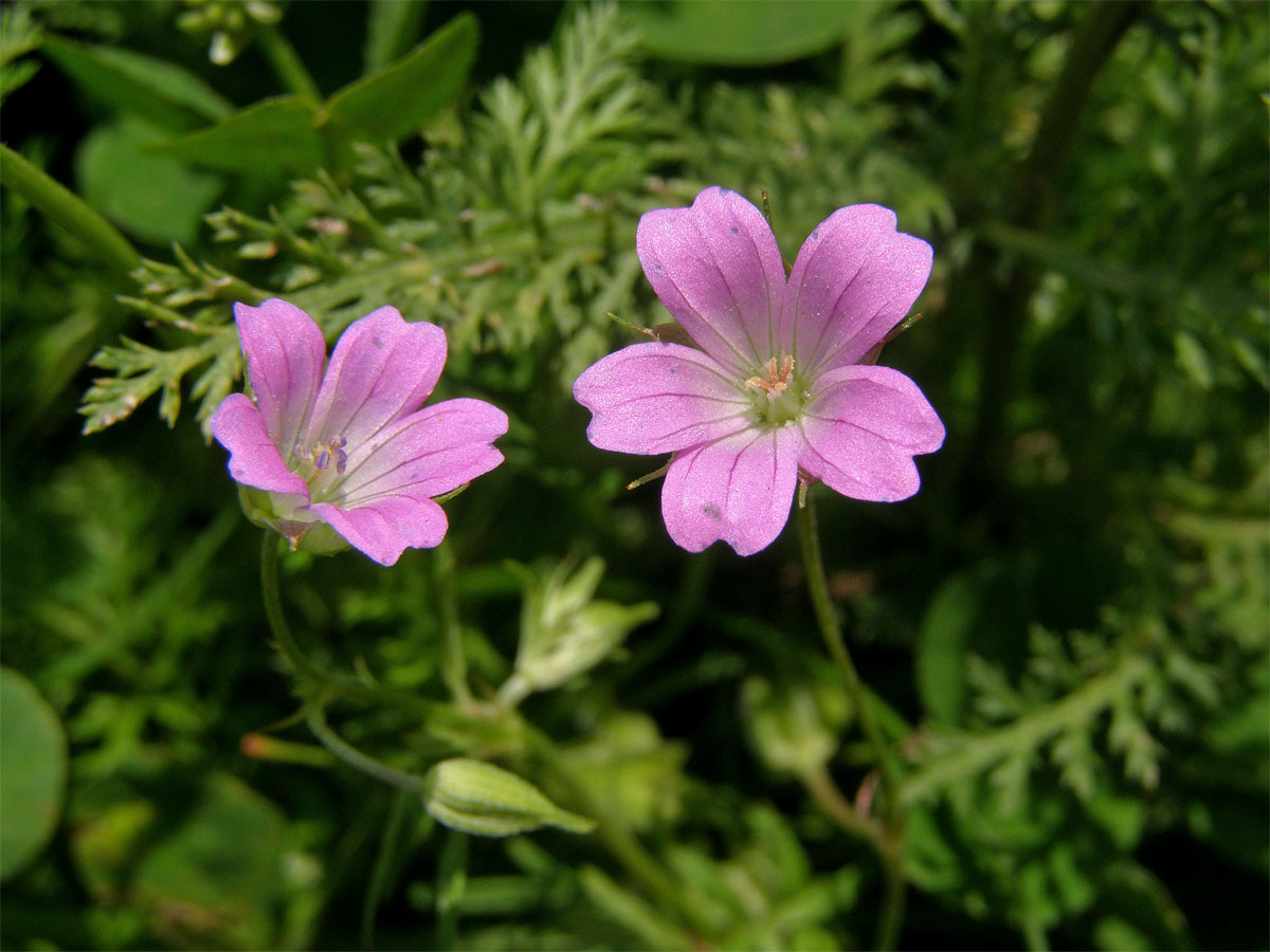 Kakost holubičí (Geranium columbinum L.)