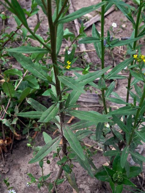 Trýzel malokvětý (Erysimum cheiranthoides L.)