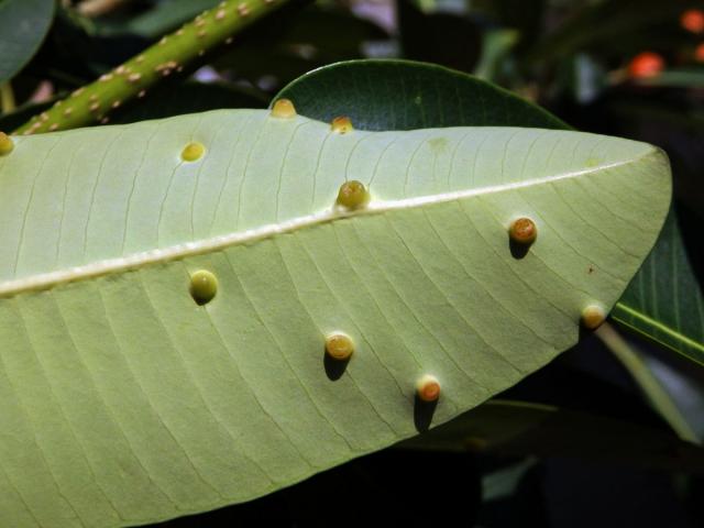 Hálky na lončatníku guyanském (Couroupita guianensis Aubl.)