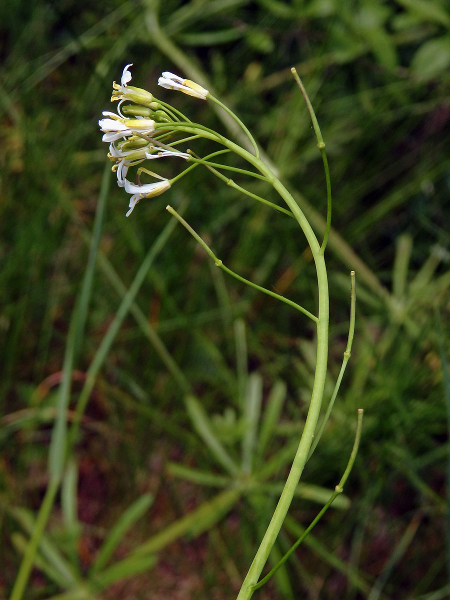 Huseník chudokvětý (Arabis pauciflora (Grimm) Garcke)