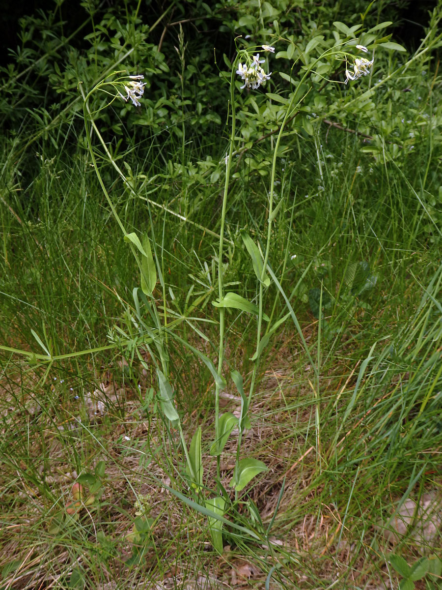 Huseník chudokvětý (Arabis pauciflora (Grimm) Garcke)