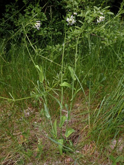 Huseník chudokvětý (Arabis pauciflora (Grimm) Garcke)