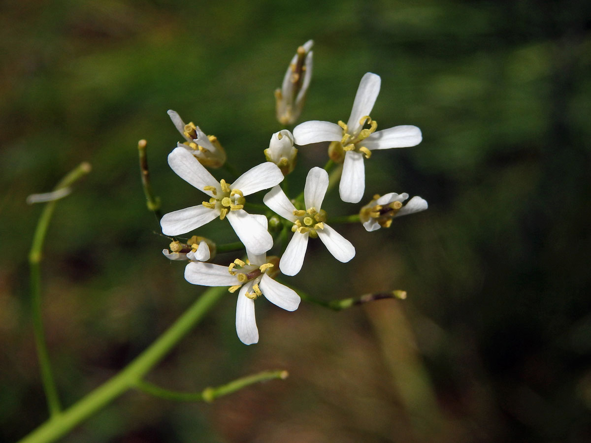 Huseník chudokvětý (Arabis pauciflora (Grimm) Garcke)