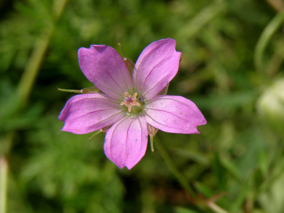 Kakost holubičí (Geranium columbinum L.)