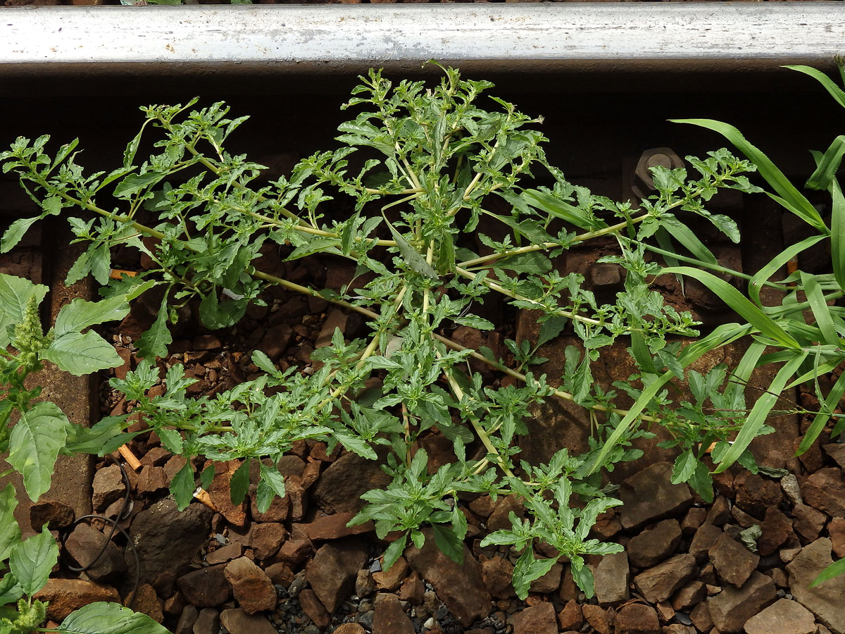 Laskavec bílý (Amaranthus albus L.)