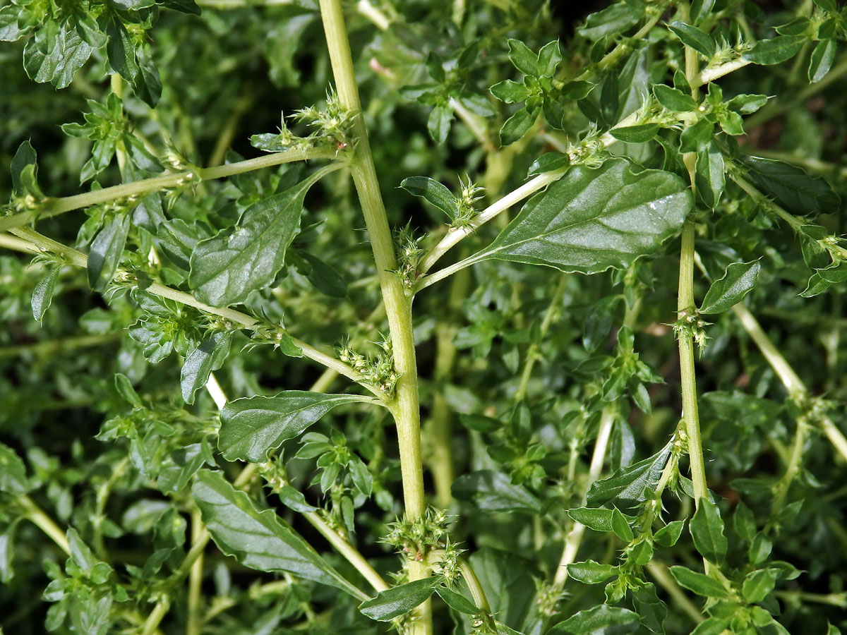 Laskavec bílý (Amaranthus albus L.)