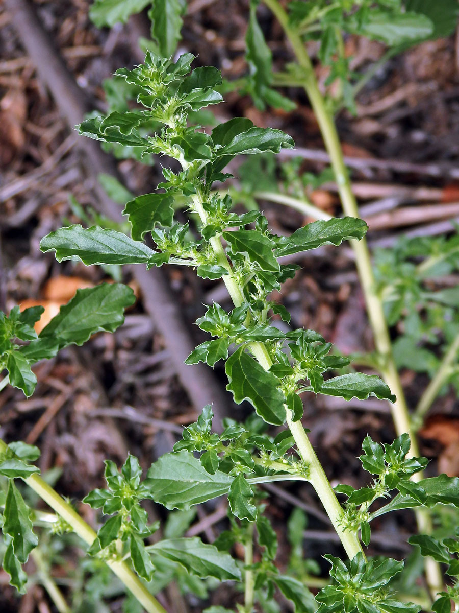 Laskavec bílý (Amaranthus albus L.)