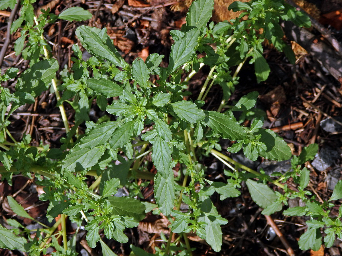 Laskavec bílý (Amaranthus albus L.)