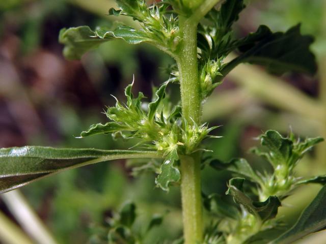 Laskavec bílý (Amaranthus albus L.)