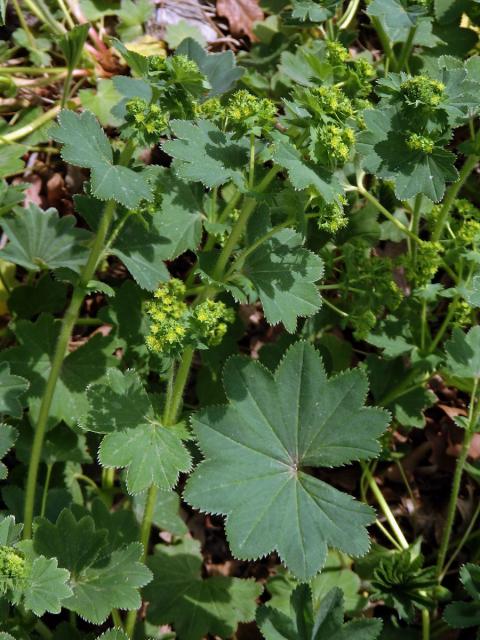 Kontryhel ostrolaločný (Alchemilla vulgaris L.)