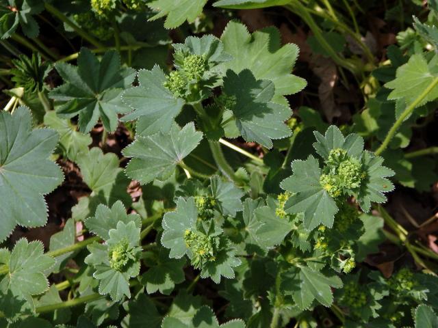 Kontryhel ostrolaločný (Alchemilla vulgaris L.)