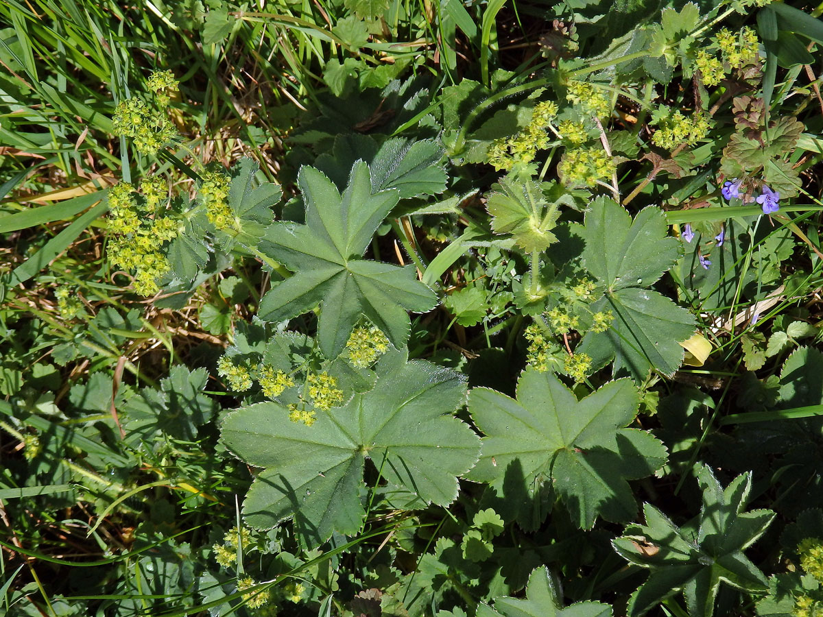 Kontryhel ostrolaločný (Alchemilla vulgaris L.)