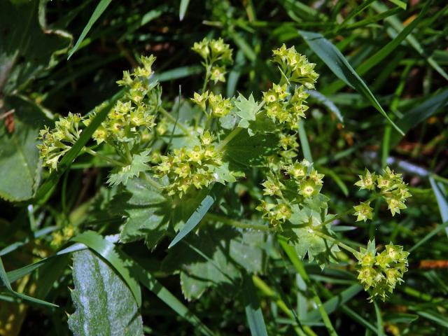 Kontryhel ostrolaločný (Alchemilla vulgaris L.)