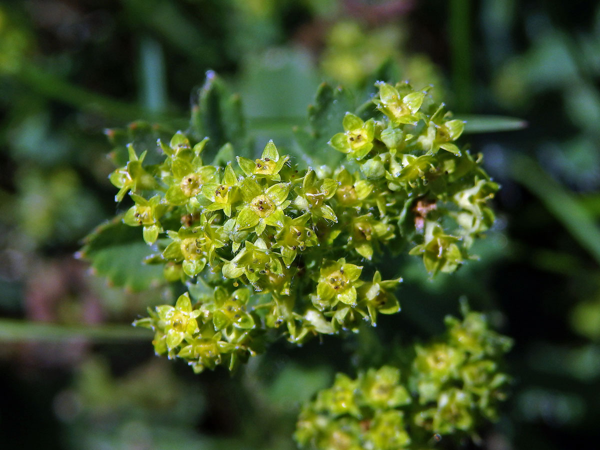 Kontryhel ostrolaločný (Alchemilla vulgaris L.)