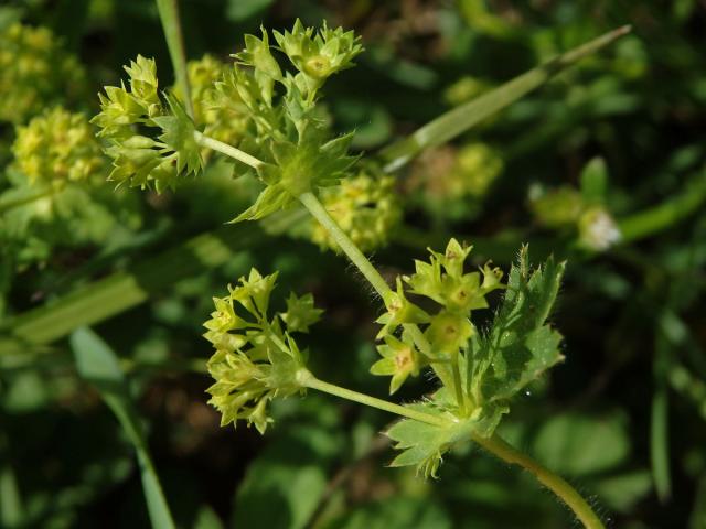 Kontryhel ostrolaločný (Alchemilla vulgaris L.)