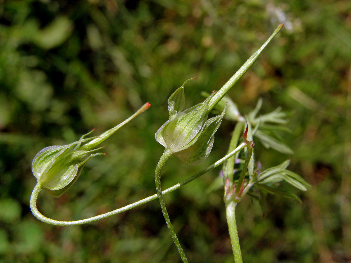 Kakost holubičí (Geranium columbinum L.)