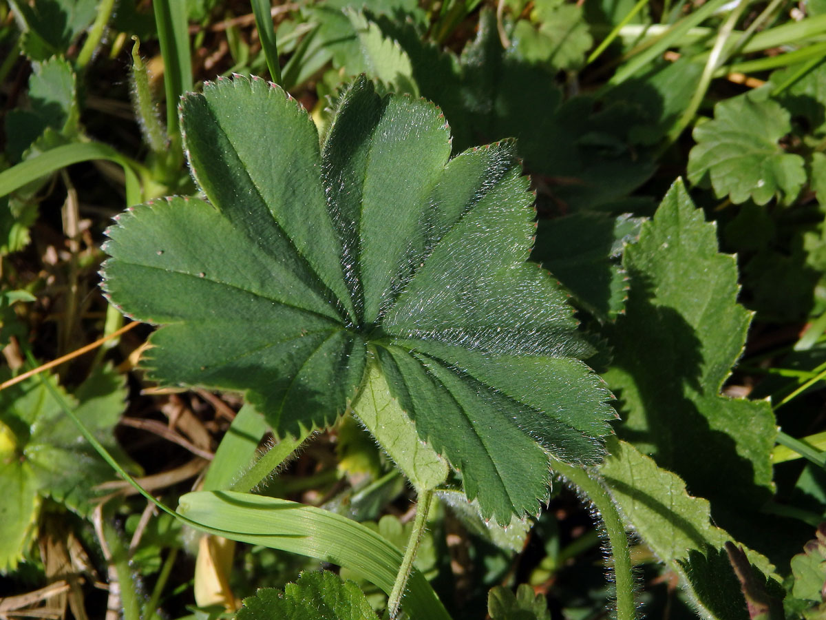 Kontryhel ostrolaločný (Alchemilla vulgaris L.)