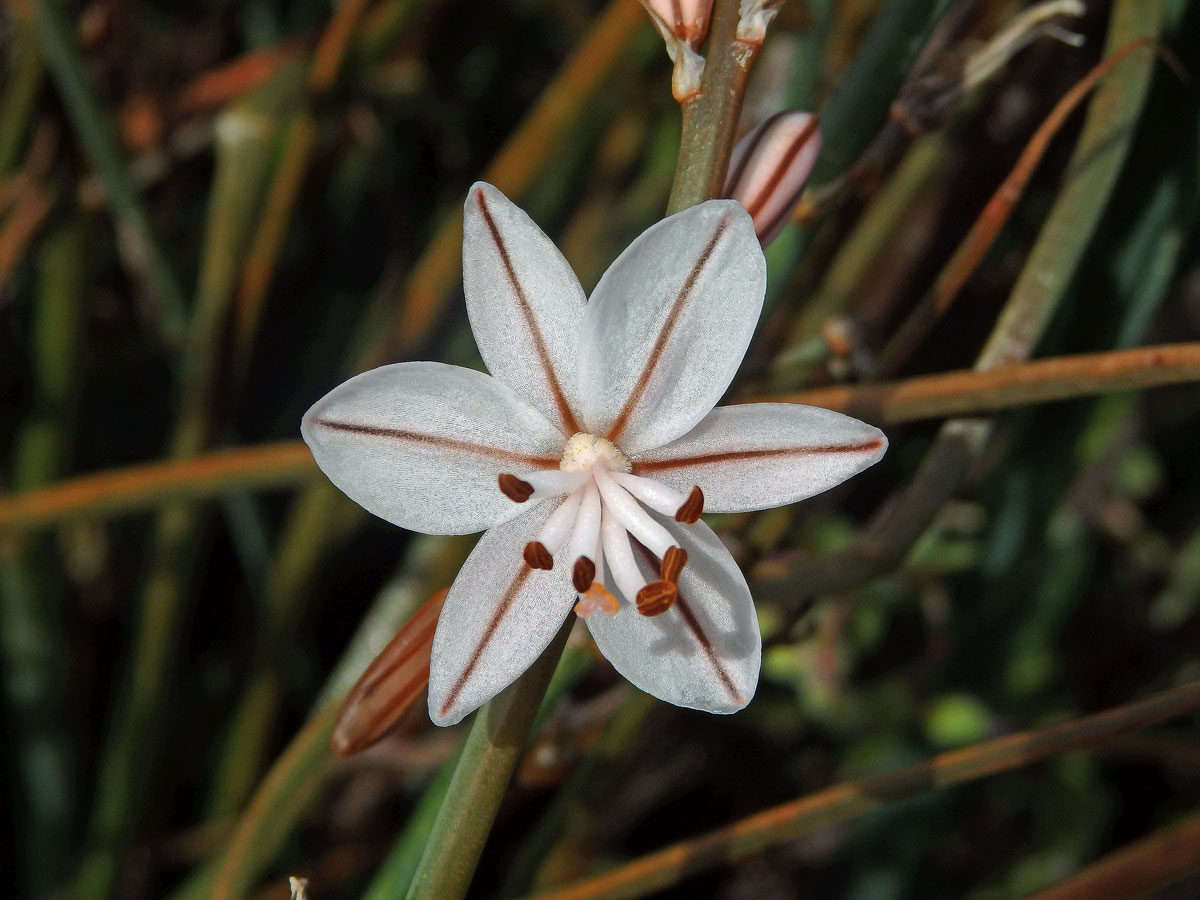 Asfodel dutolistý (Asphodelus fistulosus L.)