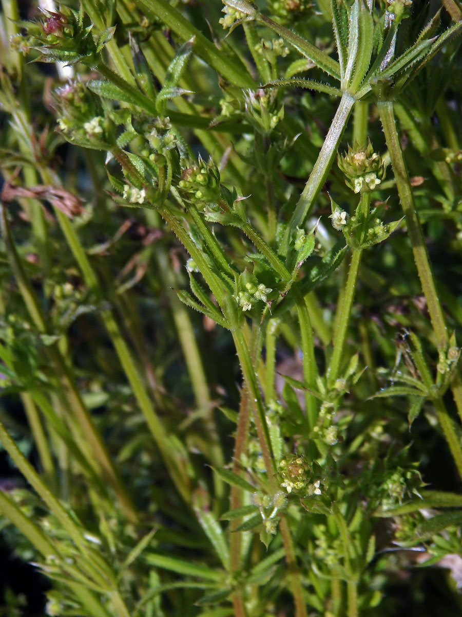 Svízel (Galium divaricatum Pourret ex Lam.)