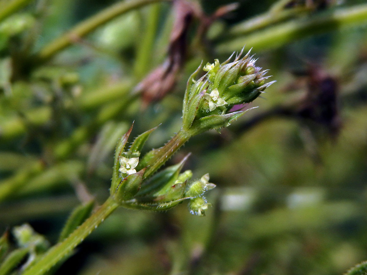 Svízel (Galium divaricatum Pourret ex Lam.)